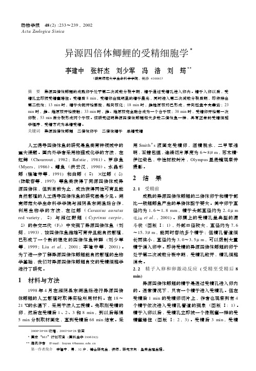 异源四倍体鲫鲤的受精细胞学
