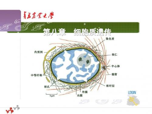 08第八章 细胞质遗传