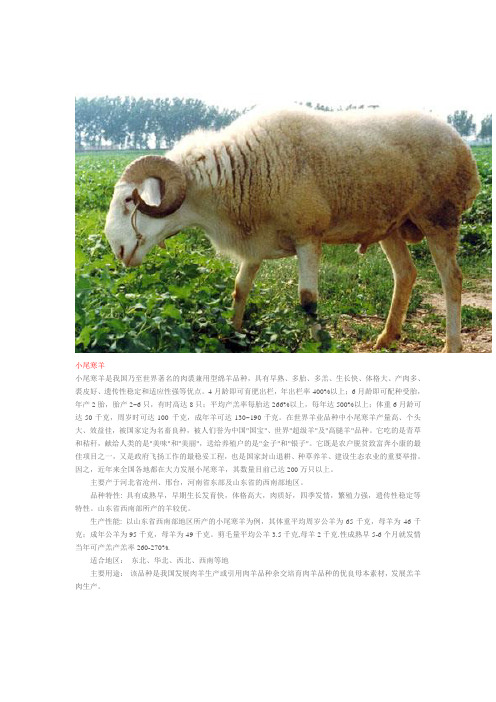 羊的种类