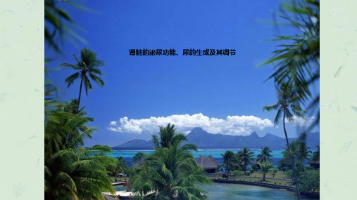 肾脏的泌尿功能尿的生成及其调节课件