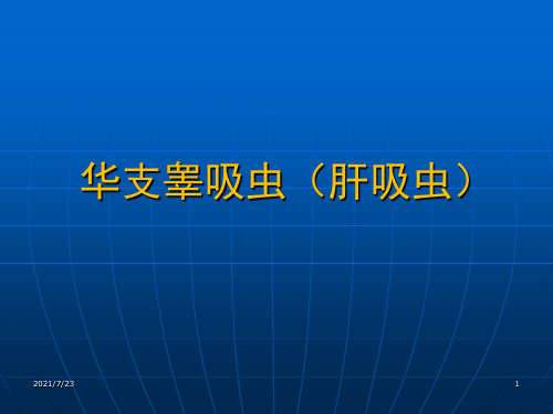 华支睾吸虫(肝吸虫)PPT课件