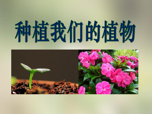 《种植我们的植物》植物的生长变化3精品 课件 
