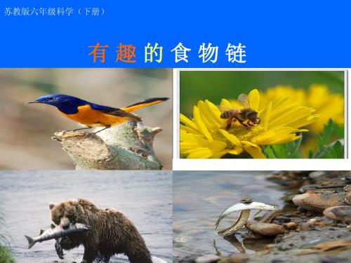 《有趣的食物链》课件