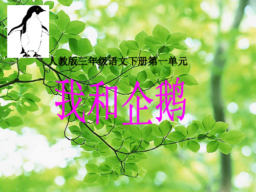 三年级语文下册 我和企鹅1课件