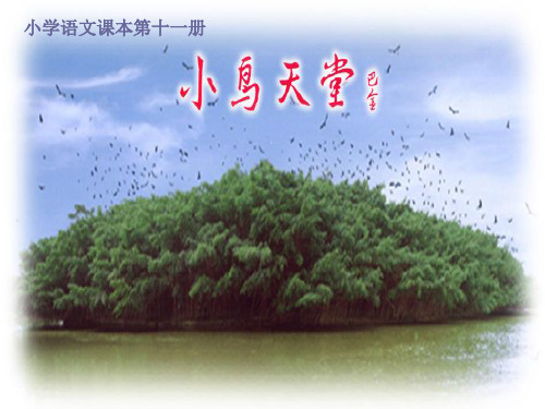 四年级《鸟的天堂》ppt课件
