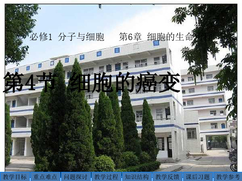 高一生物细胞的癌变