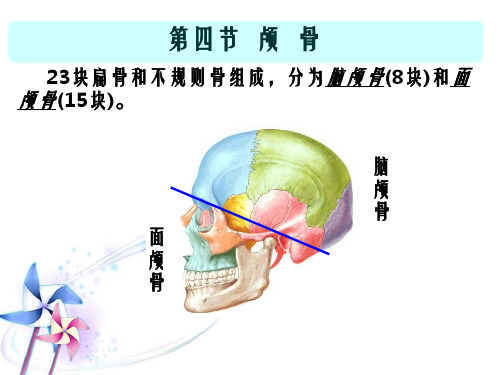 人体解剖学躯干骨附肢骨