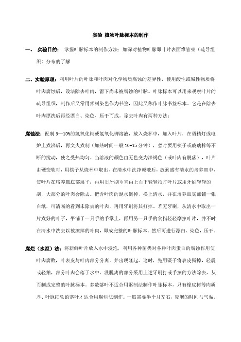 实验植物叶脉标本的制作