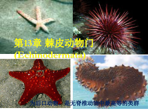 第13章棘皮动物门