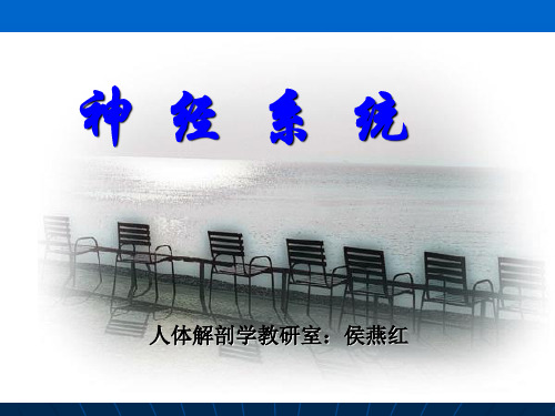 系统解剖学__神经系统_(BEIDA医学部课件)