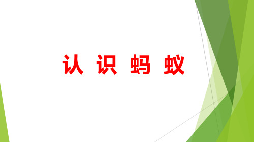 幼儿园蚂蚁教学 认识蚂蚁 蚂蚁分类-2013PPT