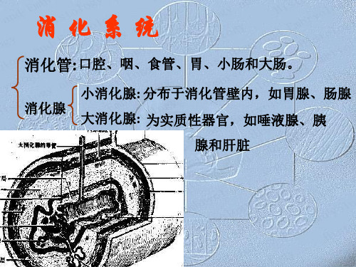 最全的组织学和胚胎学  消化系统