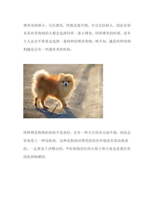 博美那些极易遗传的疾病,你知道几种？