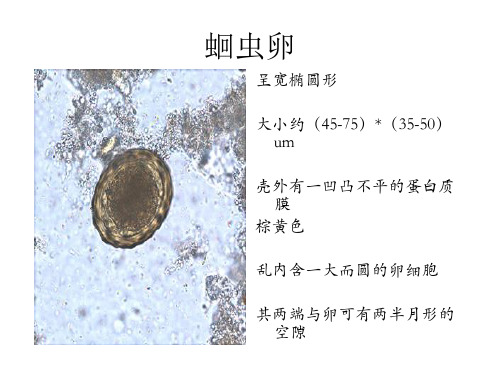 寄生虫学虫卵总结及图片1