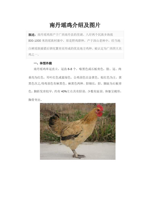 南丹瑶鸡介绍及图片