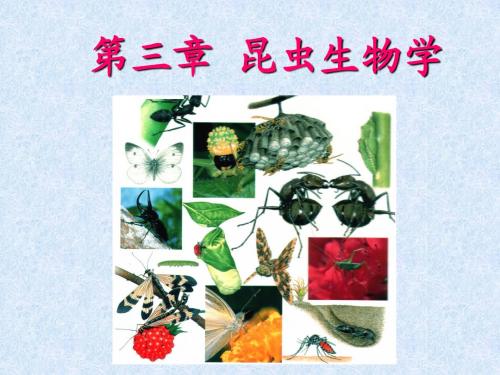 园林植物昆虫学 第三章 昆虫生物学
