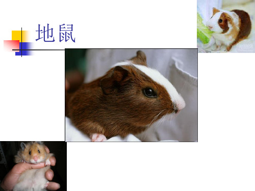 豚鼠-地鼠-常用-实验动物
