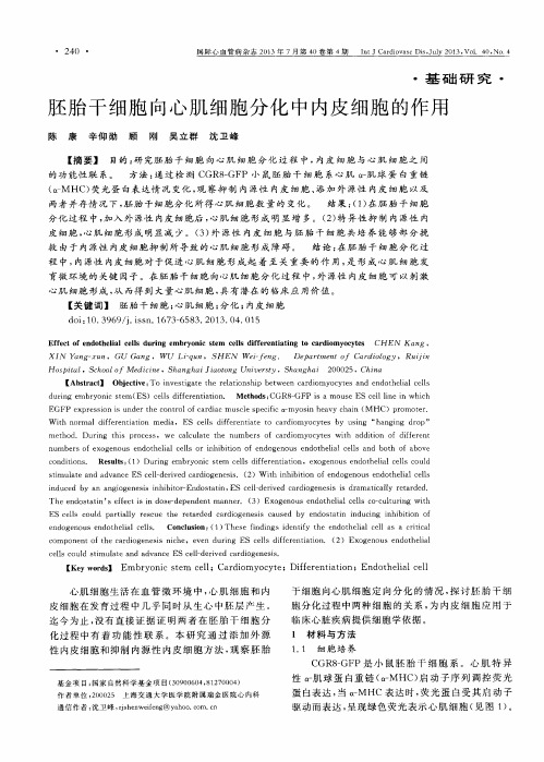 胚胎干细胞向心肌细胞分化中内皮细胞的作用