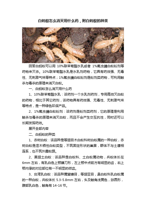 白蚂蚁怎么消灭用什么药，附白蚂蚁的种类