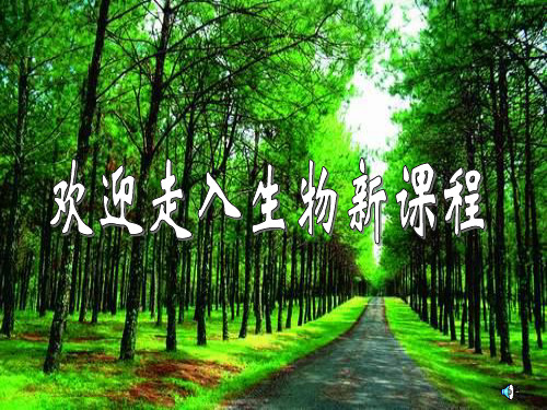鸟类
