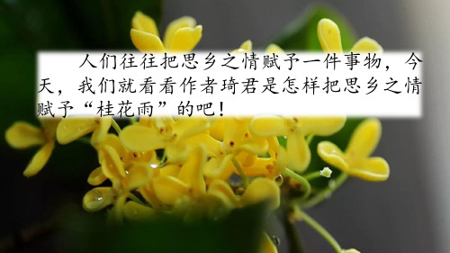 桂花雨-教学课件2