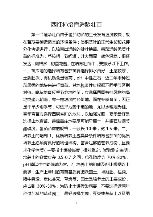 西红柿培育适龄壮苗
