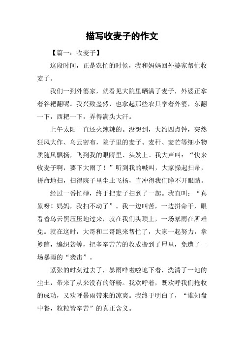 描写收麦子的作文
