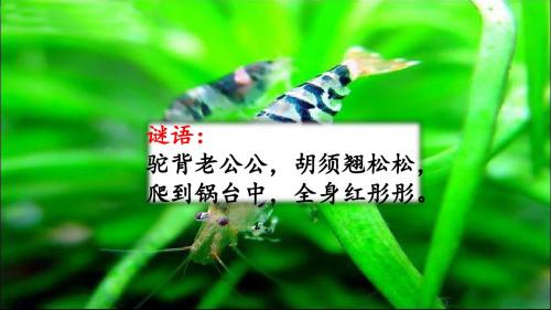 部编人教版三年级语文下册第15课《小虾》优质课件