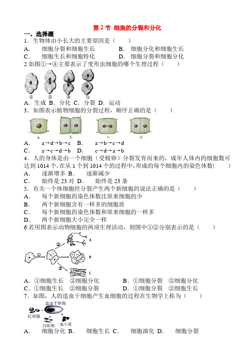 七年级生物细胞的分裂和分化课时练习有解释