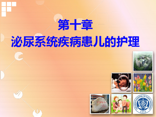 泌尿系统患儿的护理PPT课件