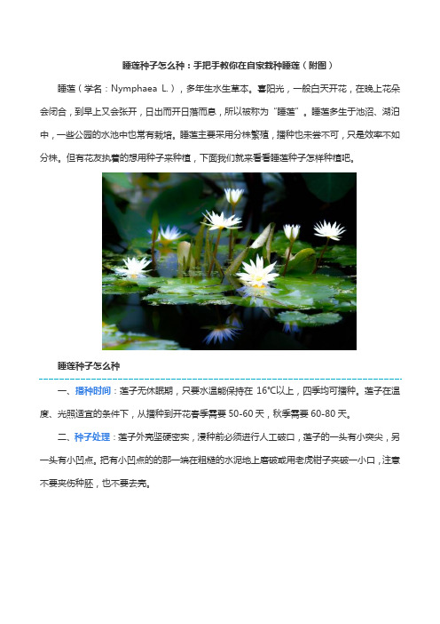 睡莲种子怎么种