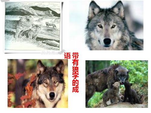 《狼王梦》