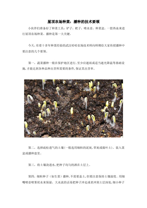 屋顶农场种菜：播种的技术要领