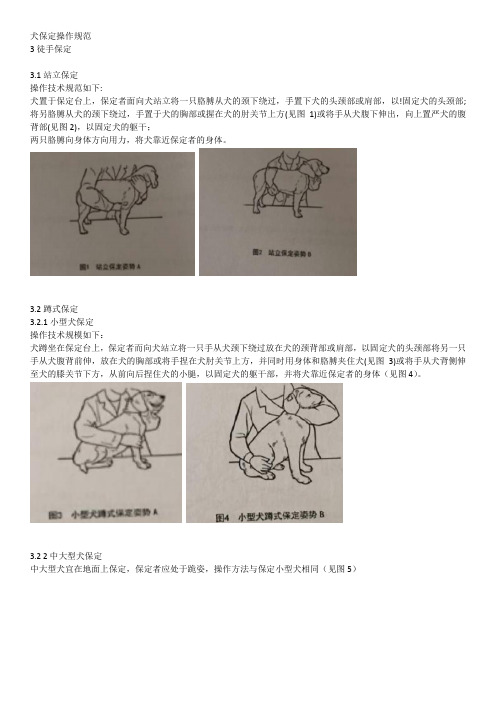 犬保定方法