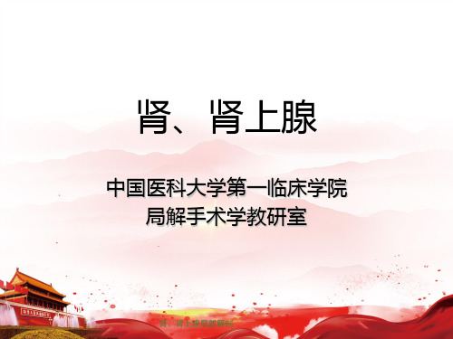 肾、肾上腺局部解剖