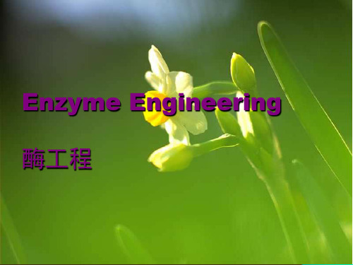 第十章酶的工业化应用ppt课件