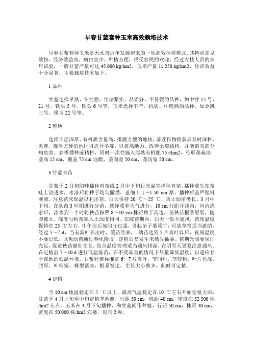 早春甘蓝套种玉米高效栽培技术