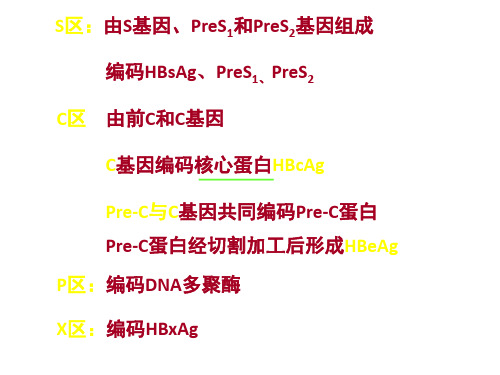乙型肝炎