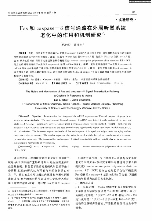 Fas和caspase-8信号通路在外周听觉系统老化中的作用和机制研究