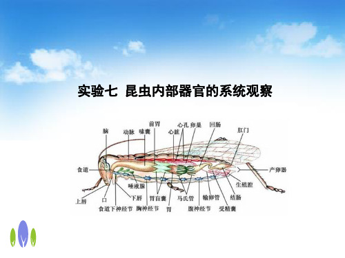 普昆实验七  昆虫内部器官的系统观察