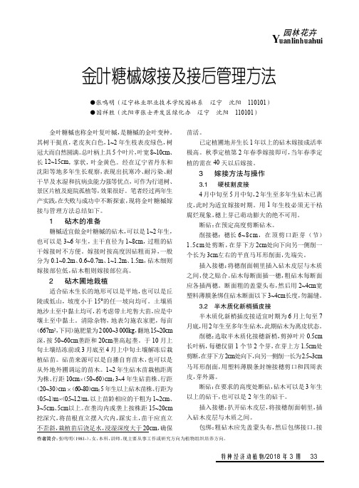 金叶糖槭嫁接及接后管理方法