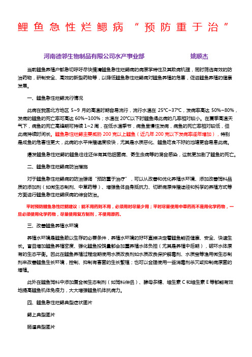 鲤鱼急性烂鳃病