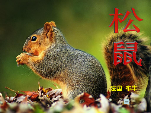 (人教新课标)五年级语文上册《松鼠》PPT课件