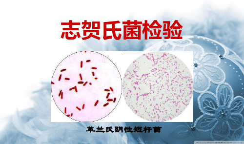志贺氏菌检验