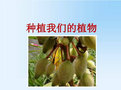 教科版科学三年级下册 《种植我们的植物》教学课件