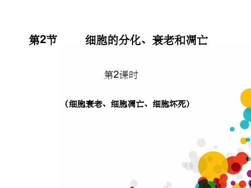 细胞衰老、凋亡、坏死ppt课件