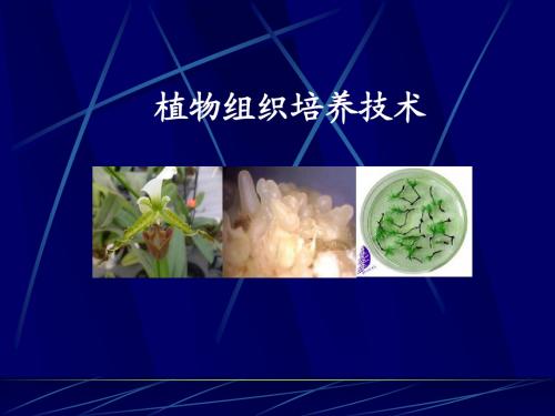 5-园艺植物 组织培养