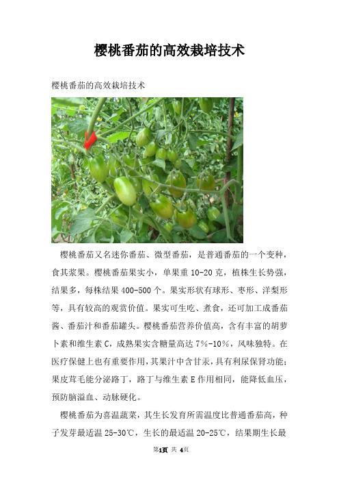樱桃番茄的高效栽培技术