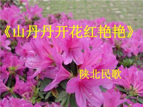 山丹丹开花红艳艳