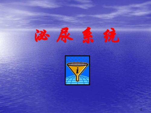 解剖泌尿系统ppt课件